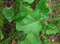 Black mustard
